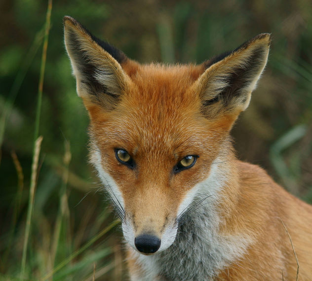 Young fox - image #306395 gratis