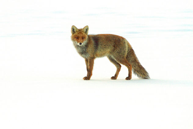 Fox in the snow - Free image #306455