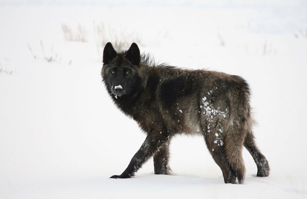 Wolf in Lamar Valley - Free image #306495