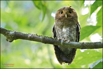 Vermiculated Screech-Owl - Kostenloses image #306555