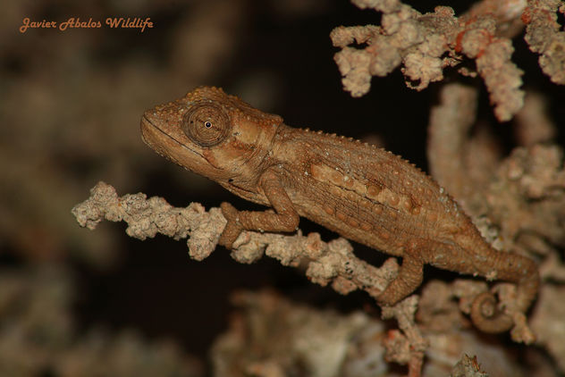 Namaqua Dwarf Chameleon - image #306655 gratis