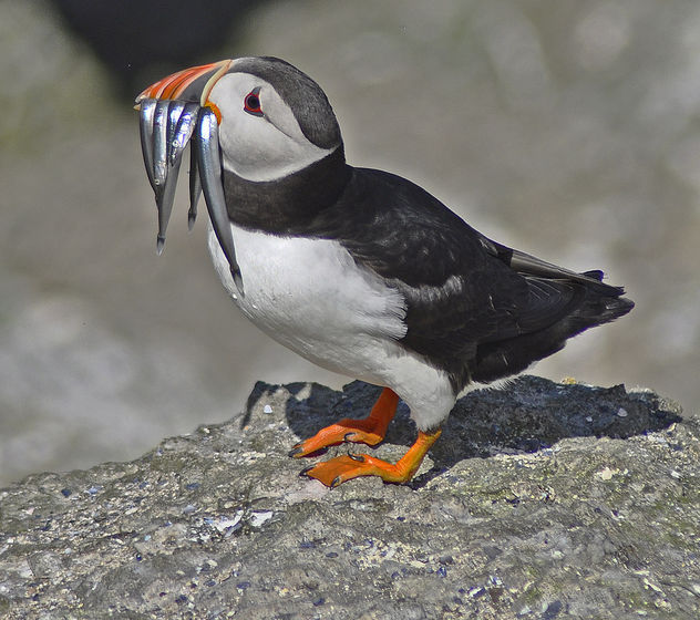 Puffin with his catch. - image gratuit #306695 