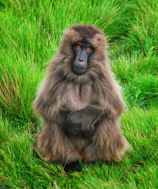 Gelada Baboon Posing, Simien Mtns - Kostenloses image #306785