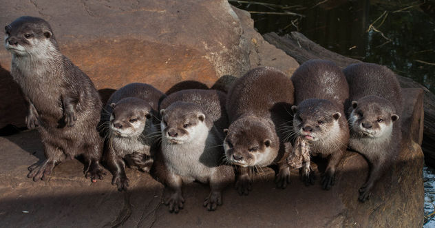 Otterly cute - Kostenloses image #306805