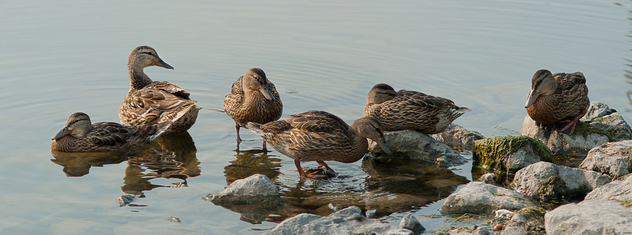 Duck family panoramic portrait - image gratuit #306815 