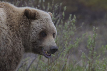 Grizzly bear (Ursus arctos ssp.) - бесплатный image #306855