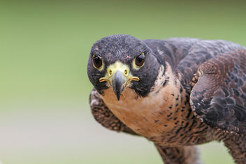 Falcon Portrait - бесплатный image #306905