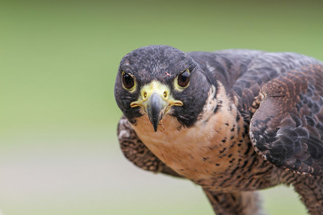Falcon Portrait - Kostenloses image #306905