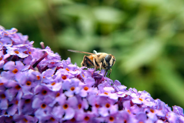 Bee Enjoying The Flowers - image gratuit #306915 
