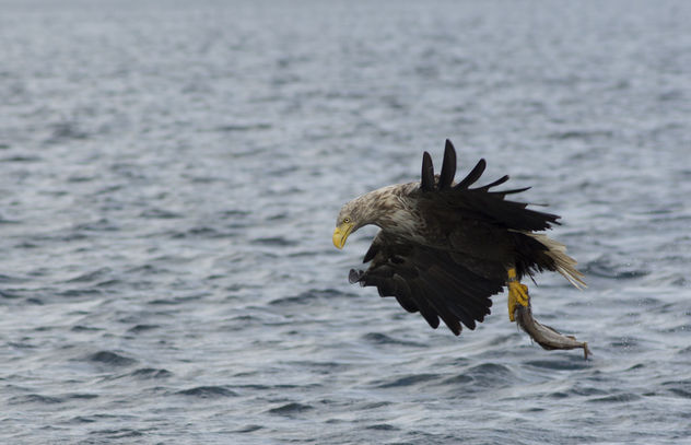 Sea Eagle - image #306925 gratis