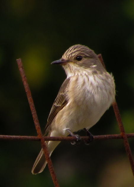 Spotted Flycatcher - Free image #306985