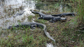 Everglades NP in Florida - Free image #307055