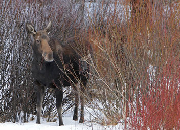 Cow moose - бесплатный image #307065