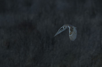 Barn Owl - 10 - image gratuit #307135 