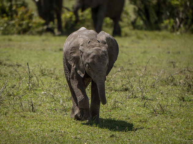 young elephant - Mara Kenya - image gratuit #307155 