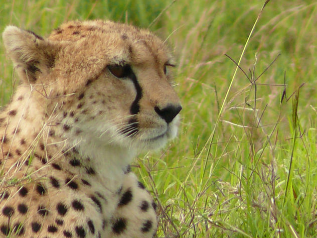 Cheetah resting in the Mara ! - image #307175 gratis