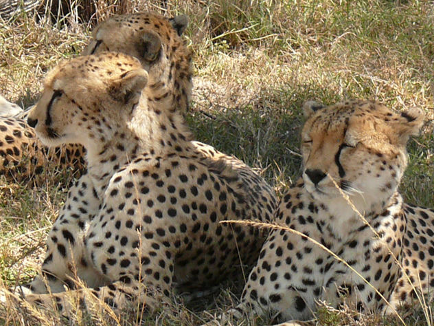 Three cheetahs resting in Shade ! - Free image #307195