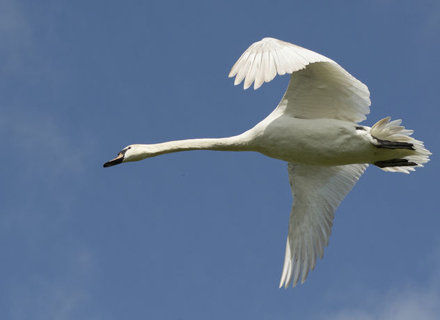 Mute Swan - image #307205 gratis