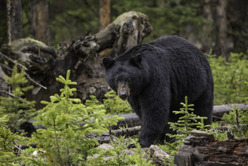 Black bear, Northeast Entrance - image gratuit #307235 