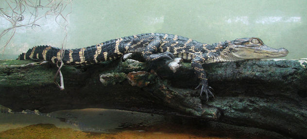 This is a perfect size for a gator - бесплатный image #307285