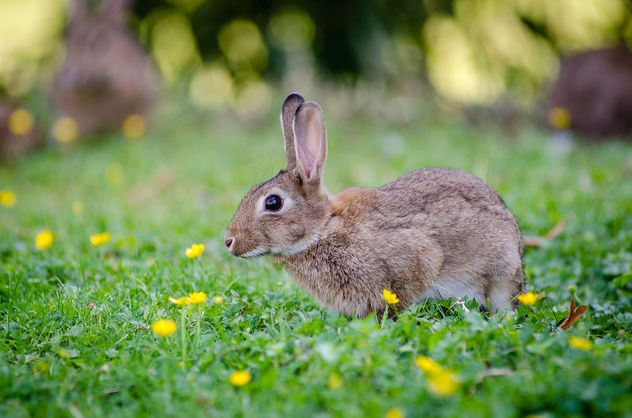 European rabbit - бесплатный image #307305