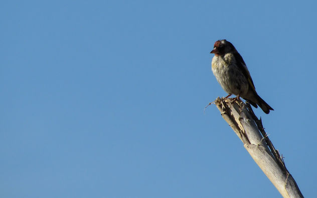 Goldfinch - Free image #307325