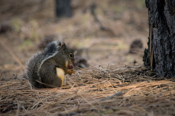 Douglas squirrel - image gratuit #307405 
