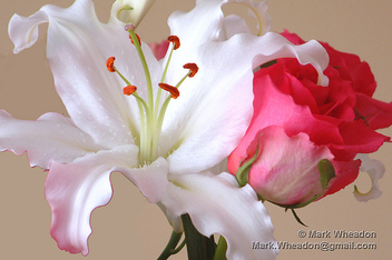 Lily and Rose - image #307555 gratis