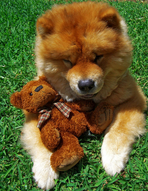 My dog and my teddy =) - бесплатный image #308155