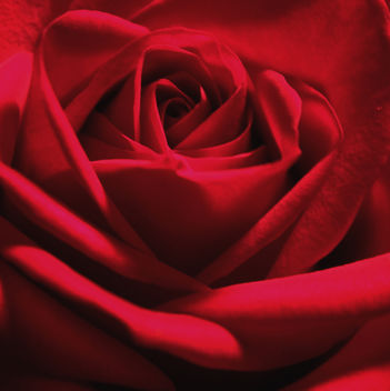 A Single Rose Can Be My Garden - image #309025 gratis