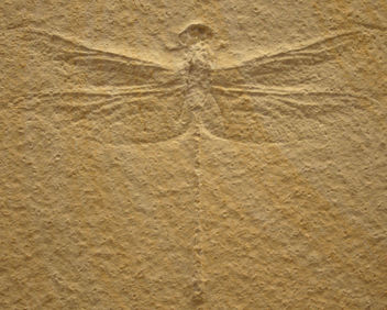 fossildragonfly2 - Free image #309485