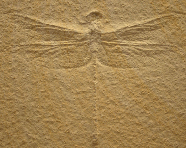 fossildragonfly2 - image gratuit #309485 