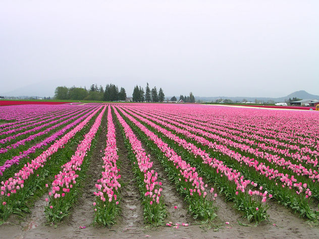 Tulip fields Skagit Valley - image #309665 gratis