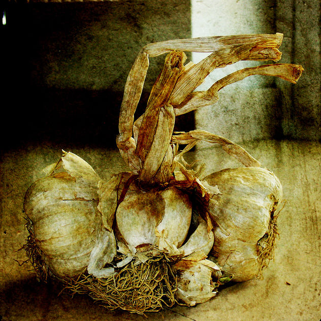 garlic - Kostenloses image #312115