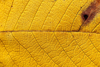 Yellow leaf texture - Free image #313525