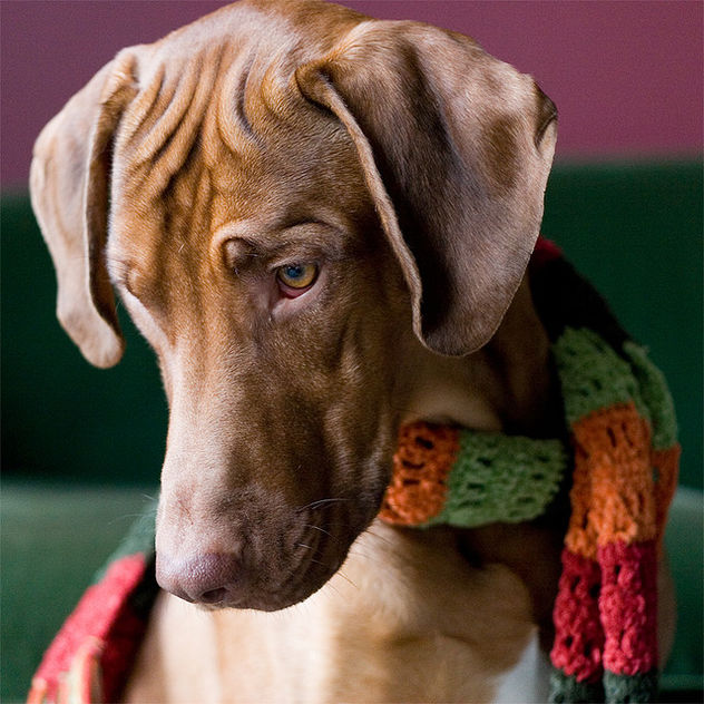 As though we hadn't known it all along: Ridgebacks are fashionable dogs! - бесплатный image #313815