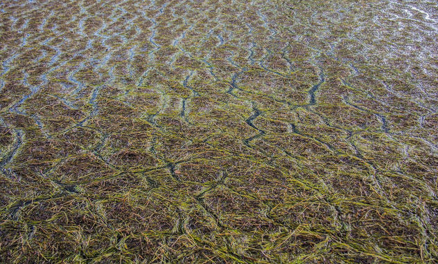 Seaweeds near the shore during the tide. - Free image #321605