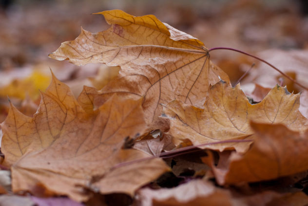 Close-up of autumn leaves fallen to the ground - Free image #321665