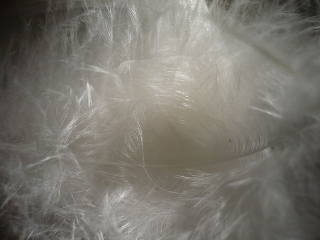 free texture- feather - Free image #322145