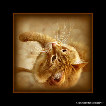 Happy Whisker Wednesday - Free image #323135