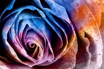 Acrylic Rose Macro - Hybrid HDR - Free image #324025