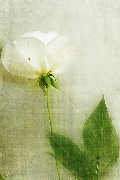 Last white rose of the season - image gratuit #324445 