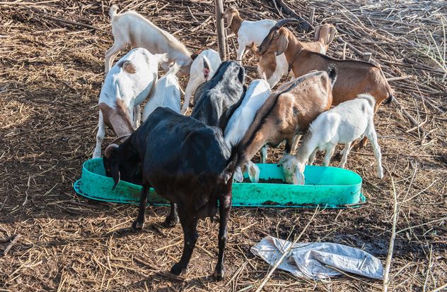 goats on a farm - Free image #328105