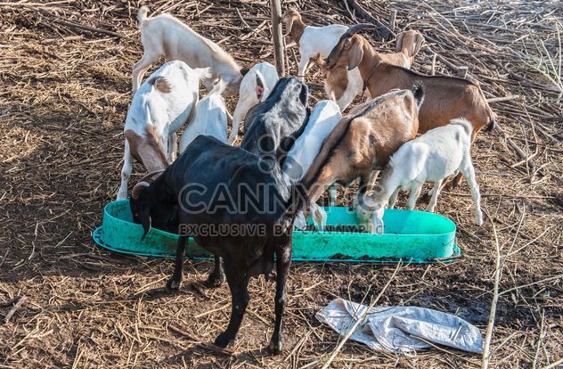 goats on a farm - image gratuit #328105 