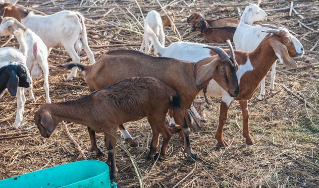goats on a farm - image gratuit #328125 