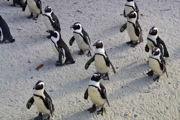 Group of penguins - Free image #328455
