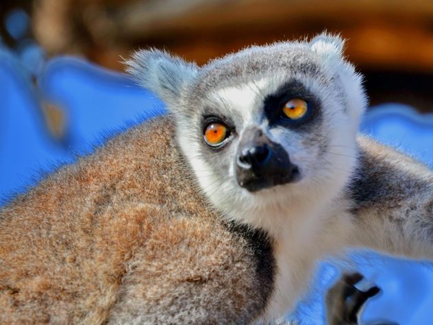 Lemur close up - image gratuit #328475 