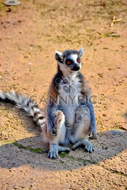Lemur close up - image gratuit #328495 