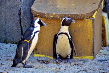 Couple of penguins - image gratuit #328505 