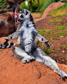 lemur sunbathing - image gratuit #328515 